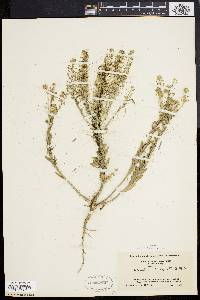 Lepidium campestre image