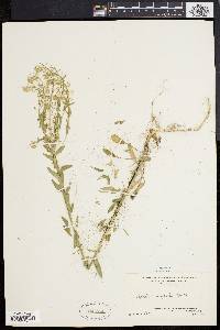 Lepidium campestre image