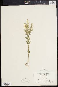 Lepidium campestre image