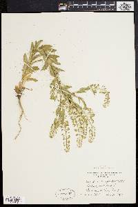 Lepidium campestre image