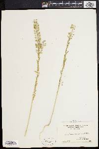 Lepidium campestre image