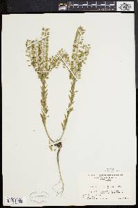 Lepidium campestre image