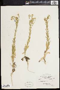 Lepidium campestre image