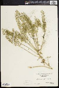 Lepidium campestre image