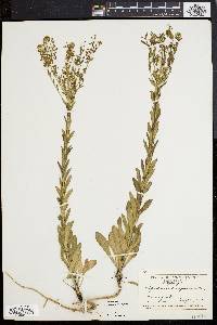 Lepidium campestre image