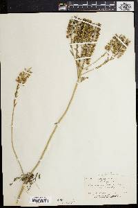 Lepidium campestre image