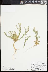 Lepidium campestre image