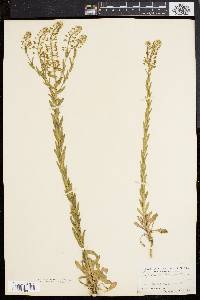 Lepidium campestre image