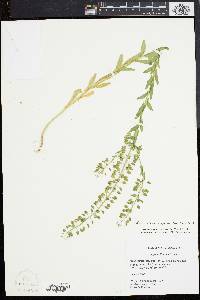 Lepidium campestre image