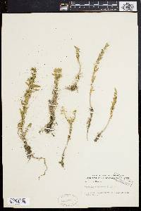 Lepidium campestre image