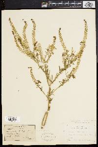 Lepidium densiflorum image