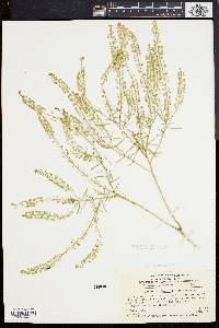 Lepidium densiflorum image