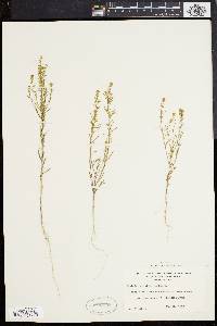 Lepidium densiflorum image