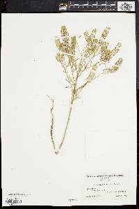 Lepidium densiflorum image