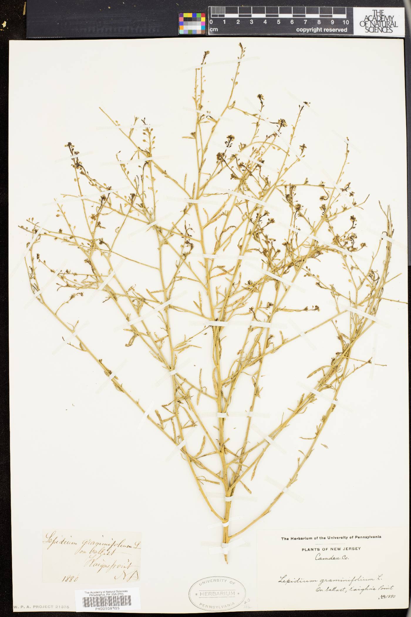 Lepidium graminifolium image
