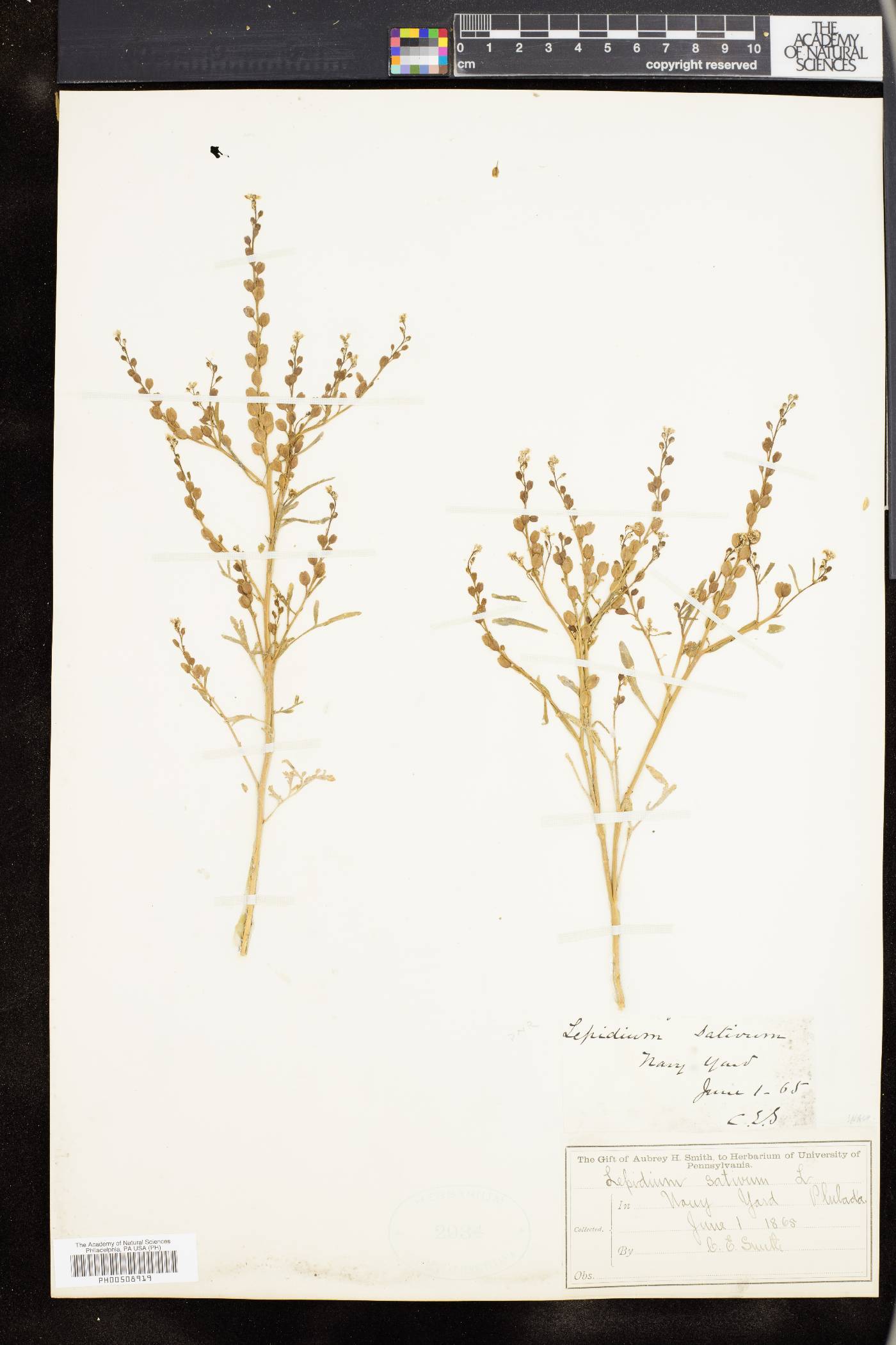Lepidium sativum image