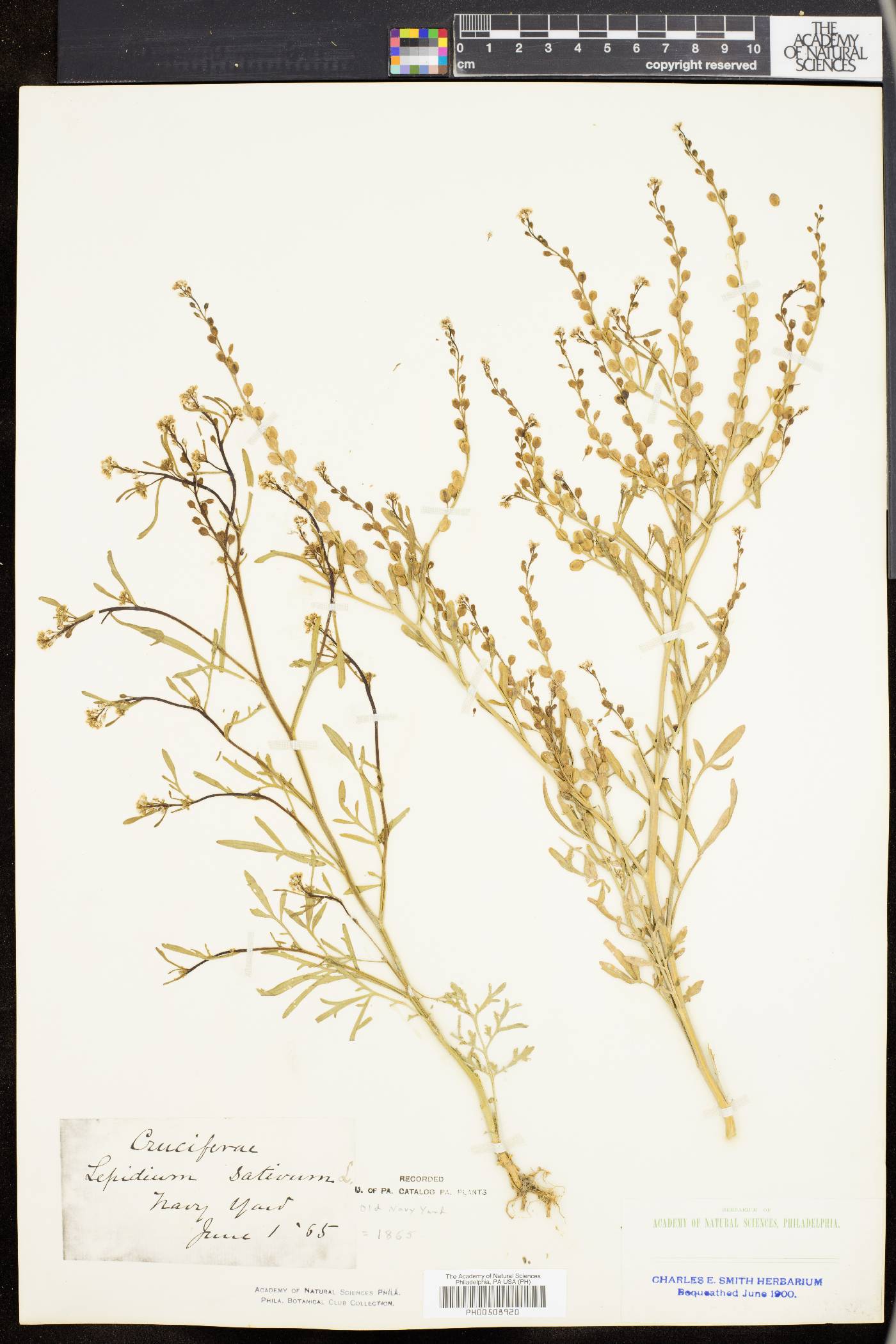 Lepidium sativum image