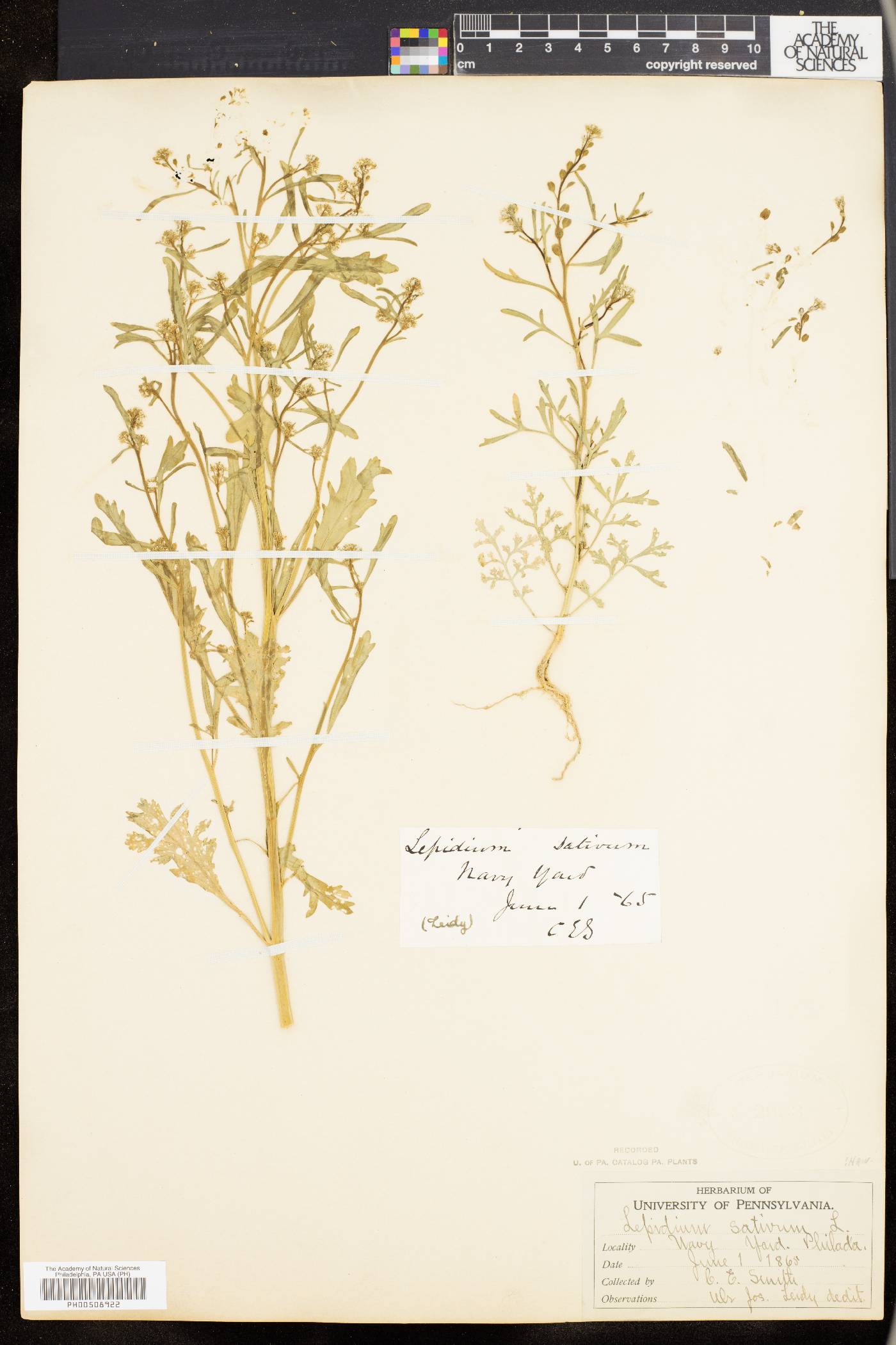 Lepidium sativum image
