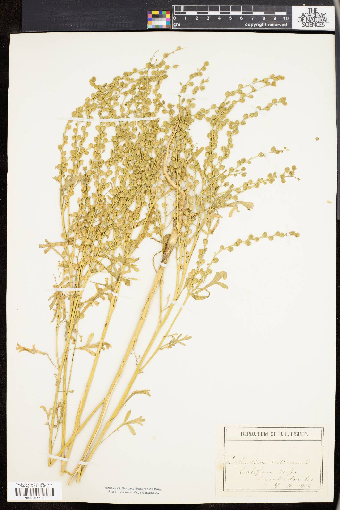 Lepidium sativum image