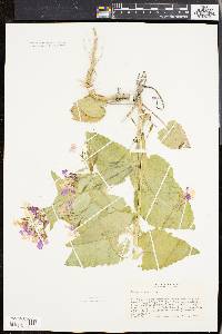 Lunaria annua image