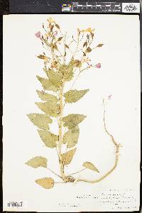 Lunaria annua image