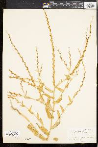 Image of Myagrum perfoliatum