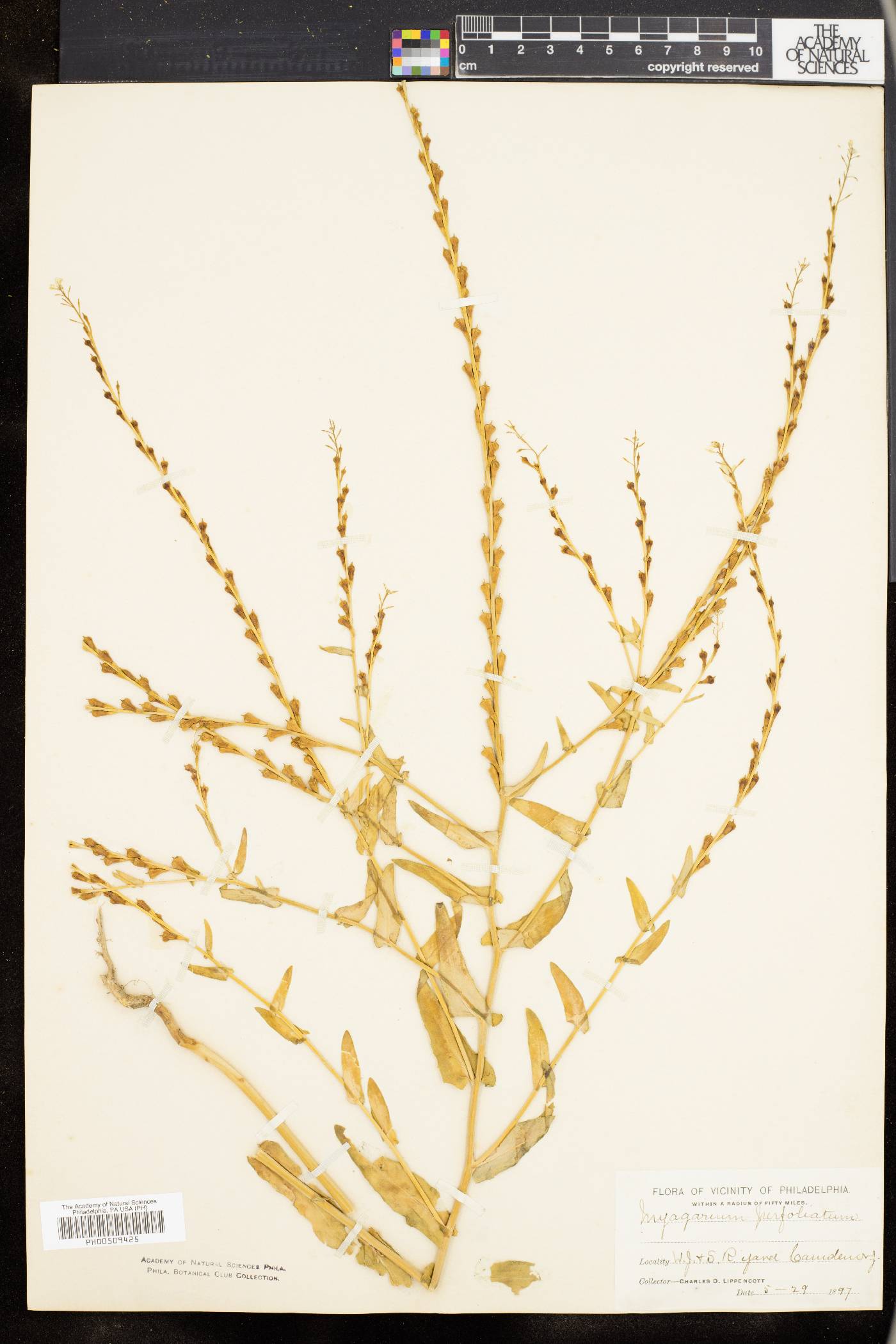 Myagrum perfoliatum image