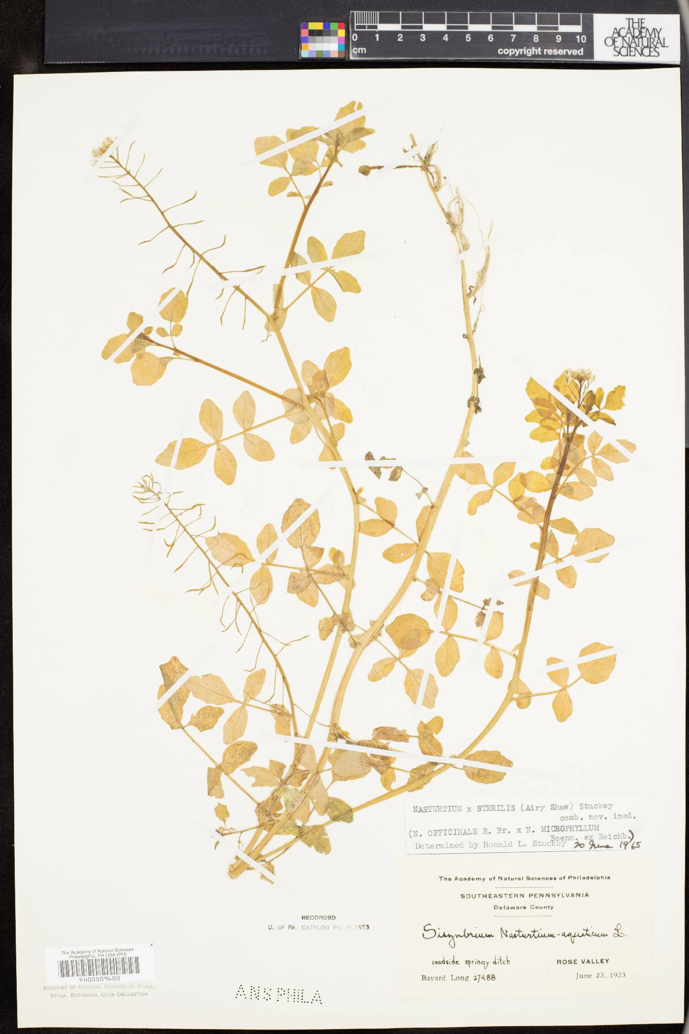 Nasturtium x sterile image