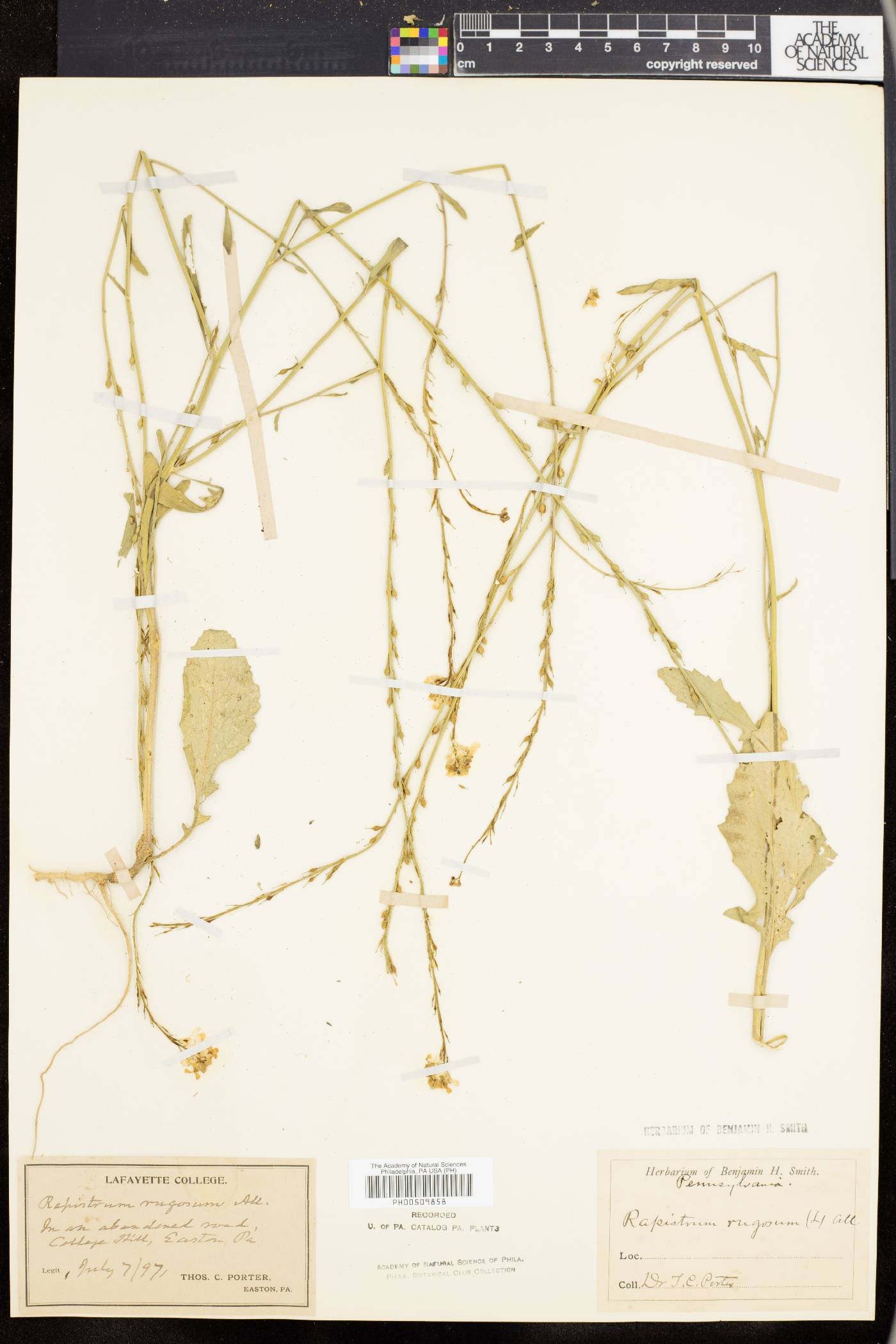 Rapistrum rugosum image