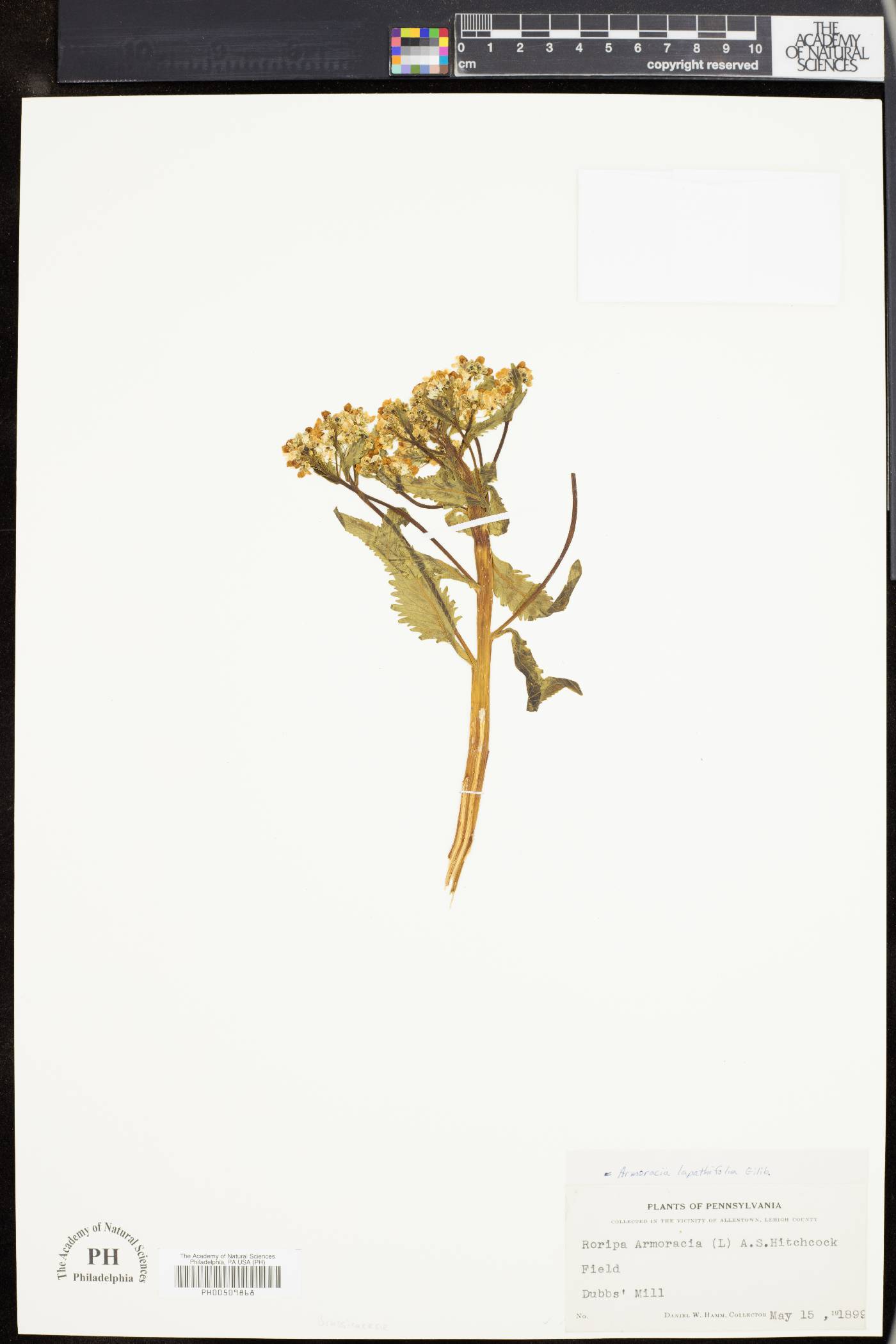 Rorippa austriaca image