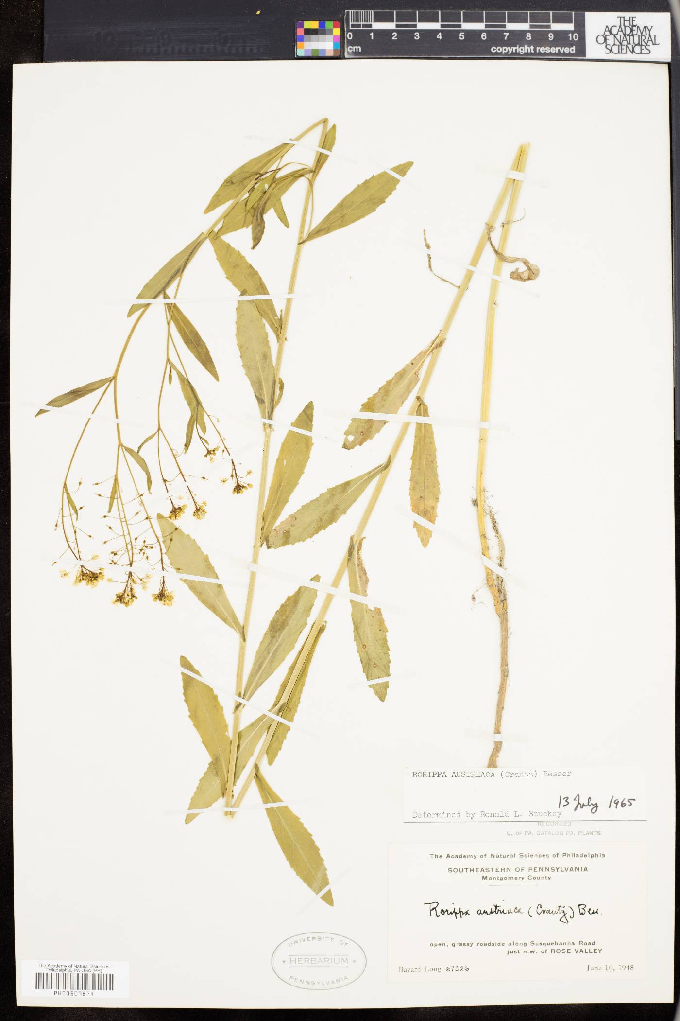 Rorippa austriaca image