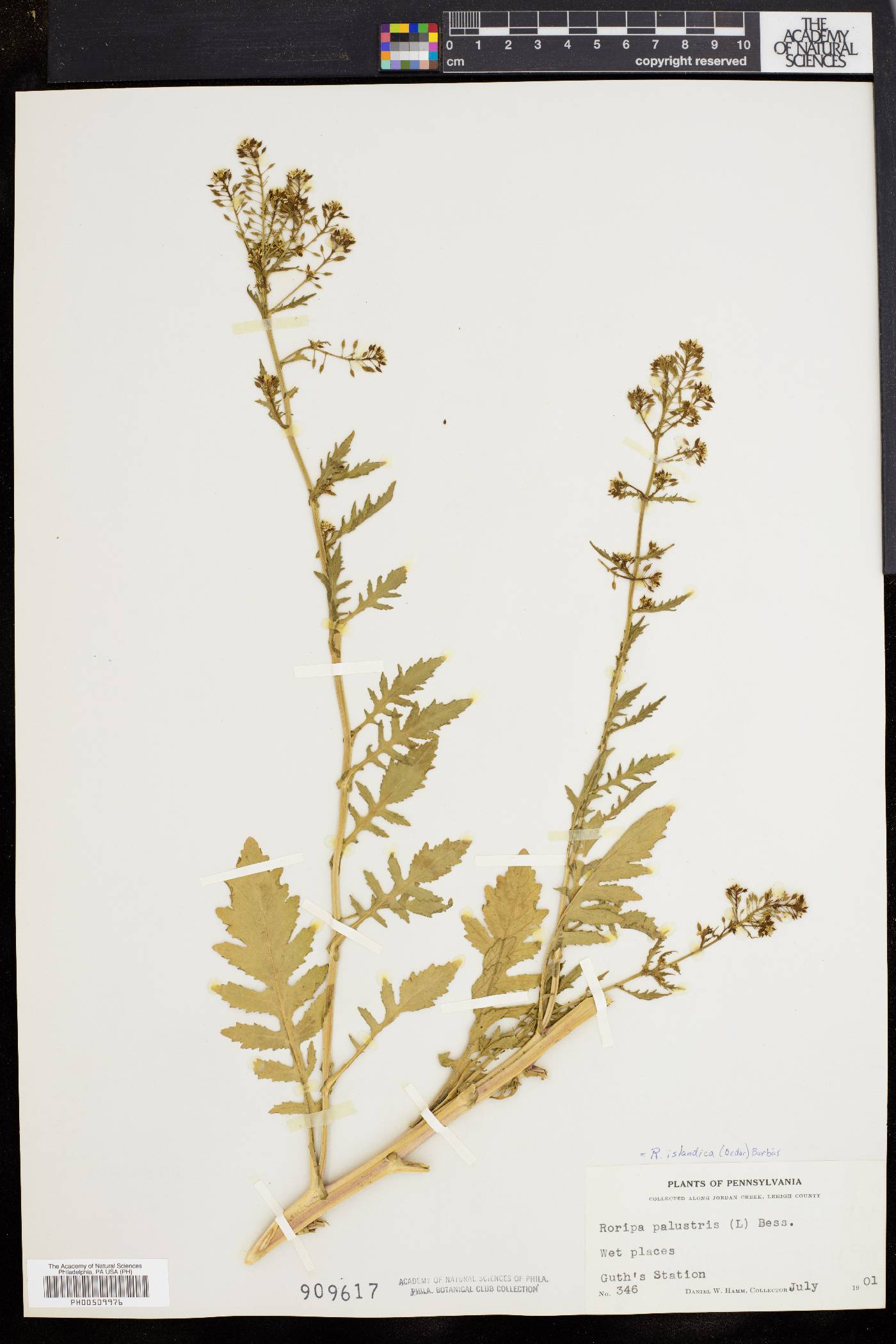 Rorippa palustris subsp. fernaldiana image