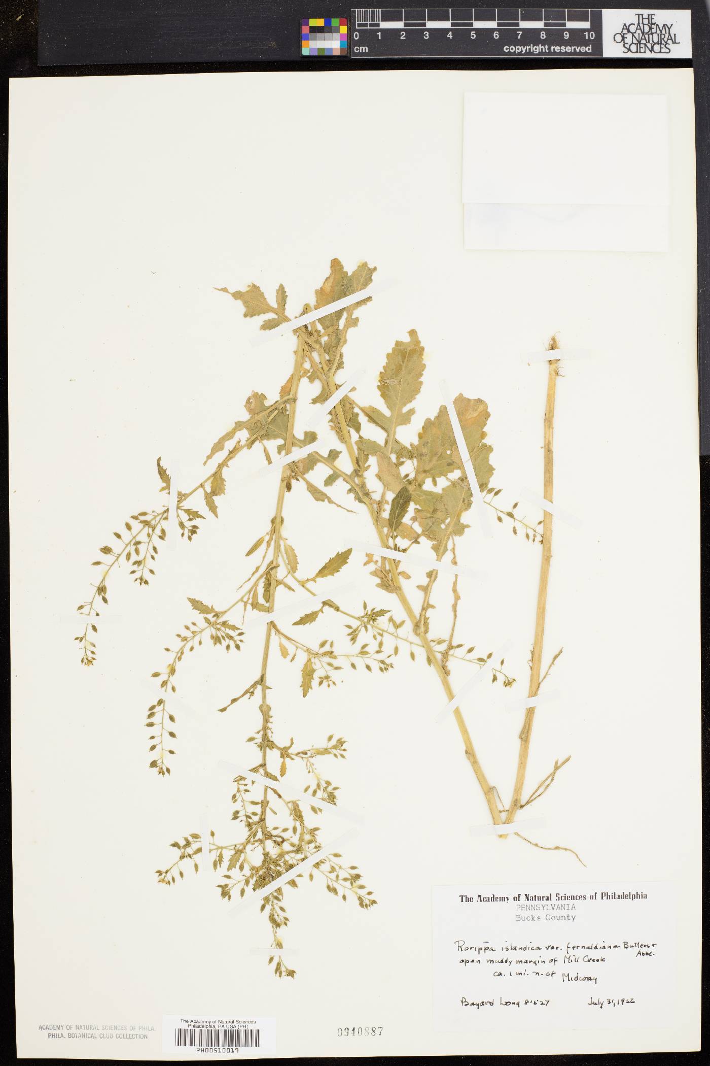 Rorippa palustris subsp. fernaldiana image