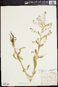 Rorippa palustris subsp. fernaldiana image