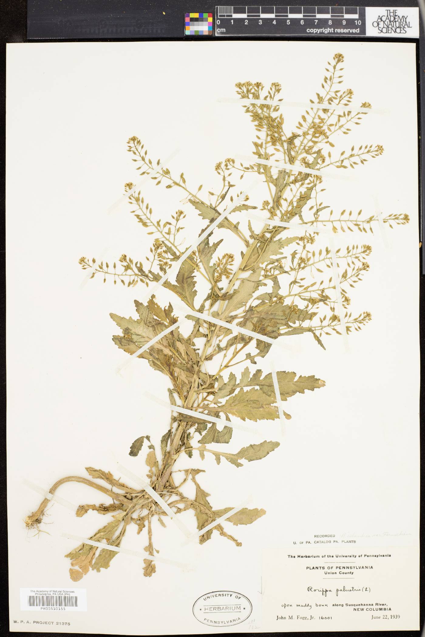 Rorippa palustris subsp. fernaldiana image