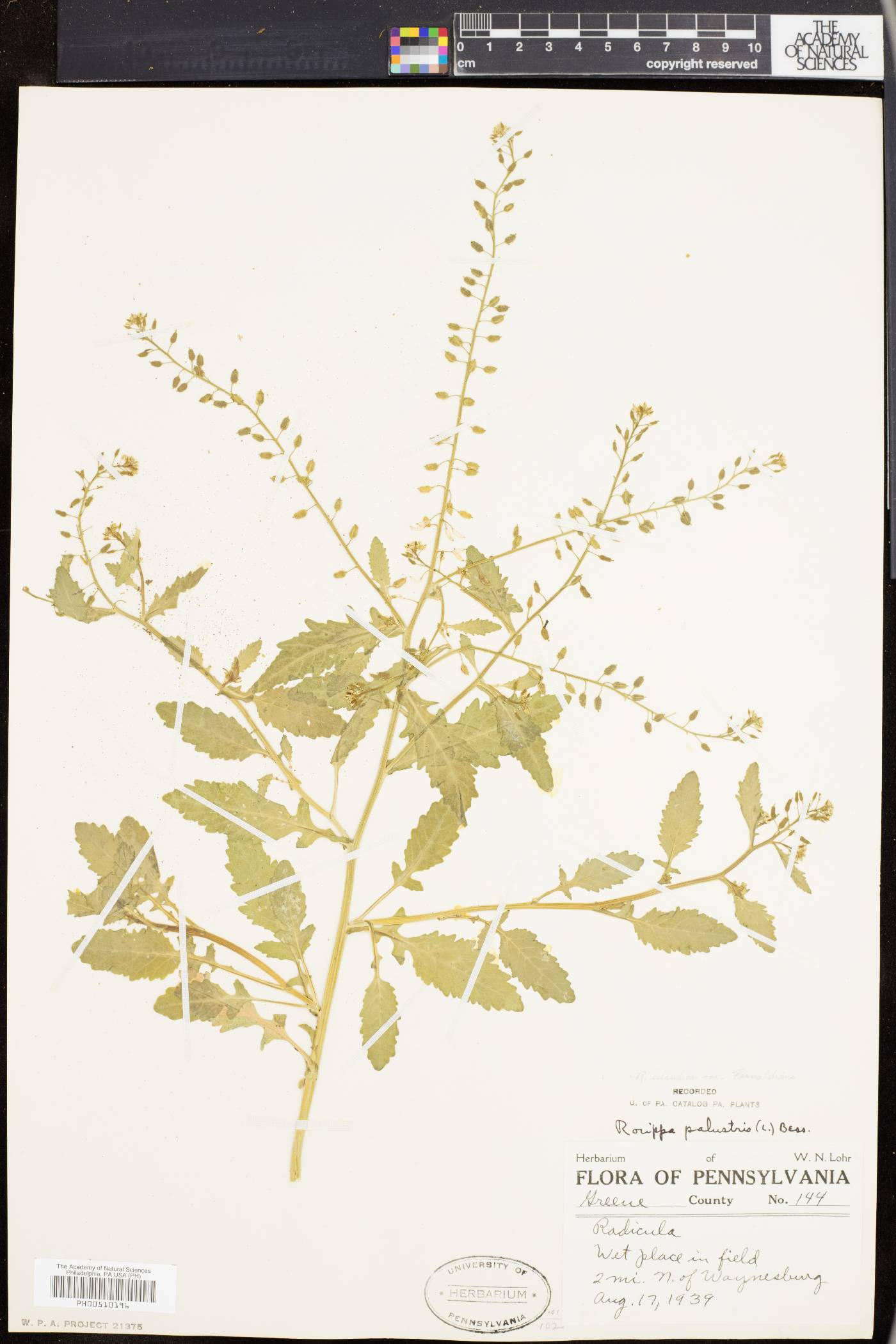 Rorippa palustris subsp. fernaldiana image