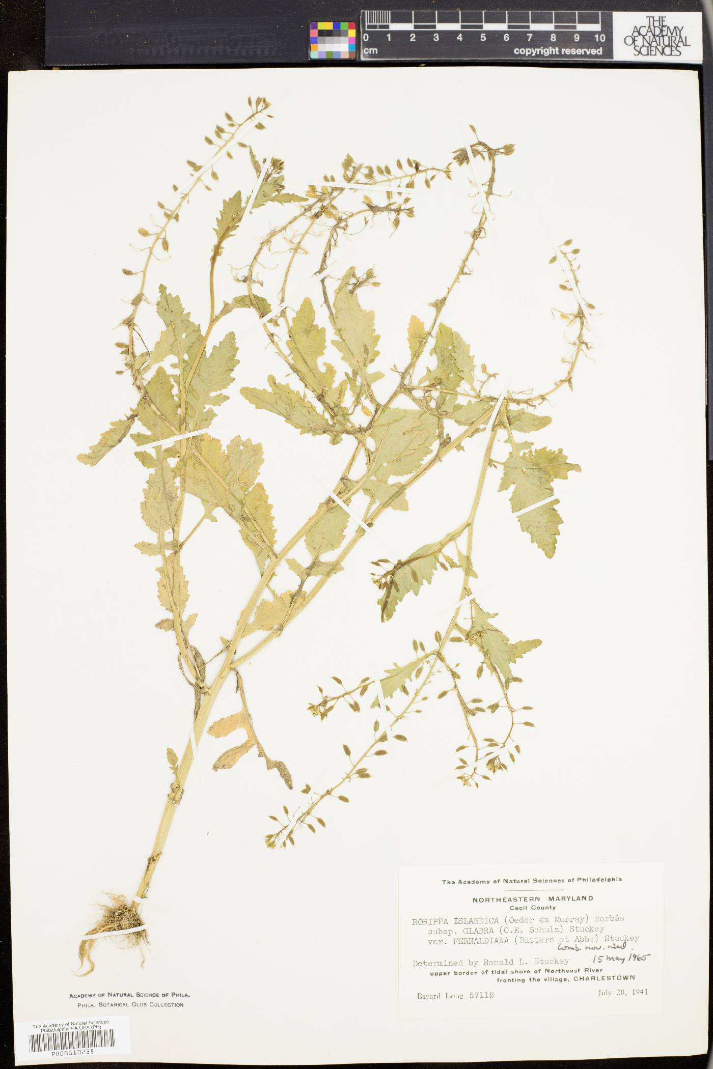 Rorippa palustris subsp. fernaldiana image
