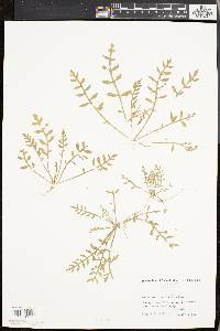 Rorippa sylvestris image