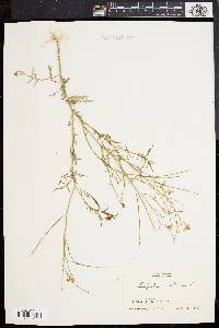 Sisymbrium altissimum image