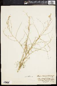 Sisymbrium altissimum image