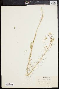 Sisymbrium altissimum image