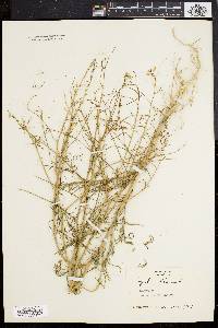 Sisymbrium altissimum image