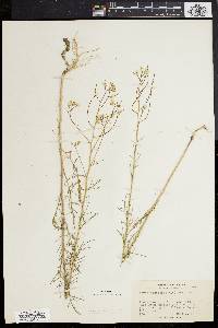 Sisymbrium altissimum image