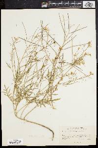 Sisymbrium altissimum image