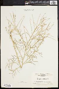 Sisymbrium altissimum image