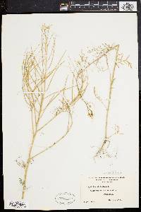 Sisymbrium altissimum image