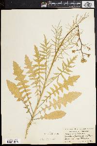 Sisymbrium altissimum image