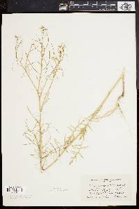 Sisymbrium altissimum image