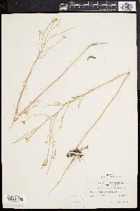 Sisymbrium altissimum image