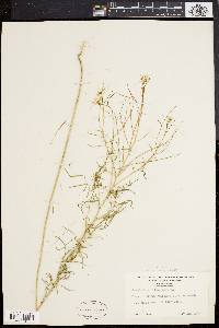 Sisymbrium altissimum image